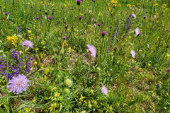 Teil der Obstbaumweide mit Mahteintrag vom Ruggernweg