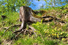 Alter Baumstrunk oberhalb des Einfahrtsbereichs mit offenen Bodenstellen für Wildbienen